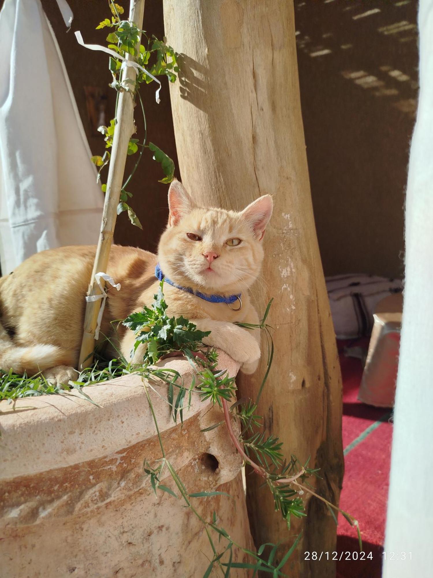 Dar Nomads Bed and Breakfast M'Hamid Exteriör bild